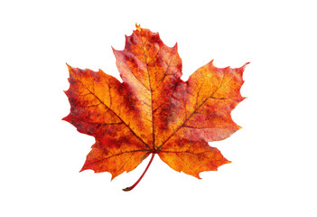 Obraz premium Close-up shot of a colorful, detailed maple leaf isolated against a black background