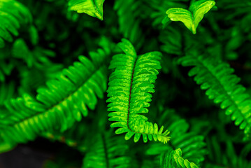 green fern leaves