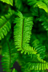 fern leaf in the forest