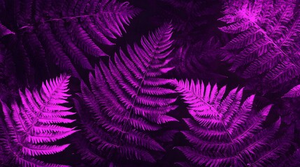 Vibrant purple ferns create a striking nature scene in an illuminated forest setting