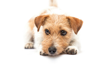 Sad dog lying and looking out on a white background