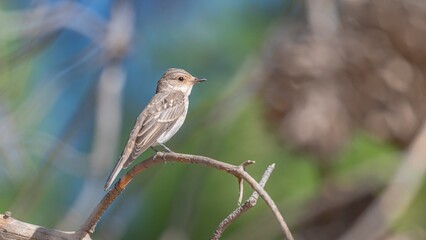 The Spotted Flycatcher (Muscicapa striata) is a common bird in Asia and Europe. It usually hunts by catching its prey in mid-air.
