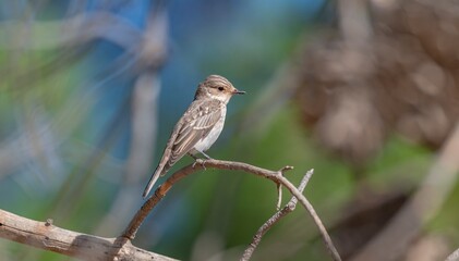 The Spotted Flycatcher (Muscicapa striata) is a common bird in Asia and Europe. It usually hunts by catching its prey in mid-air.