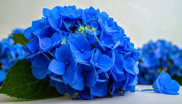 Vibrant blue hydrangea close-up