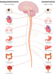 Autonomic Nervous System, Parasympathetic vs Sympathetic diagram vector Illustration