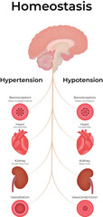 Homeostasis Blood Pressure Regulation Vector Illustration