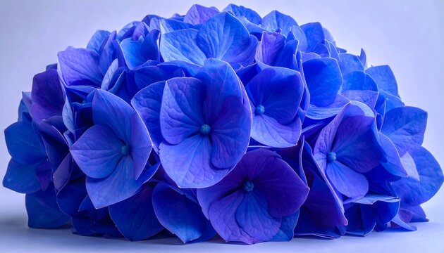 Vibrant blue hydrangea cluster close-up - Powered by Adobe