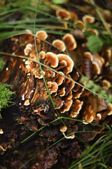 Mushrooms in autumn in the forest, champignons, fly agaric, forest mushrooms