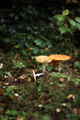 Mushrooms in autumn in the forest, champignons, fly agaric, forest mushrooms