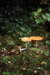 Mushrooms in autumn in the forest, champignons, fly agaric, forest mushrooms
