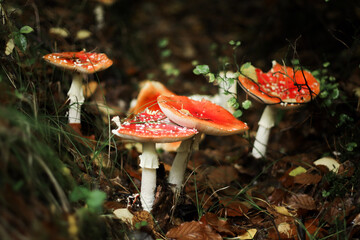 Mushrooms in autumn in the forest, champignons, fly agaric, forest mushrooms