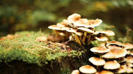 Fototapeta premium Mushrooms in autumn in the forest, champignons, fly agaric, forest mushrooms