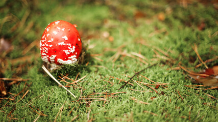 Mushrooms in autumn in the forest, champignons, fly agaric, forest mushrooms