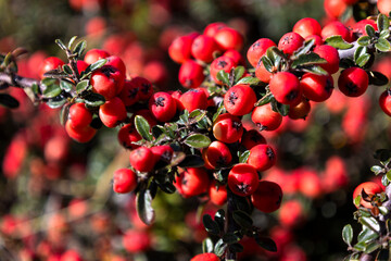 Close-up of bright red berries growing on a branch with green leaves, captured in natural sunlight. Perfect for botanical, nature, and seasonal concepts.