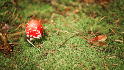 Mushrooms in autumn in the forest, champignons, fly agaric, forest mushrooms