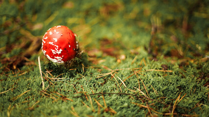 Mushrooms in autumn in the forest, champignons, fly agaric, forest mushrooms