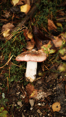 Mushrooms in autumn in the forest, champignons, fly agaric, forest mushrooms