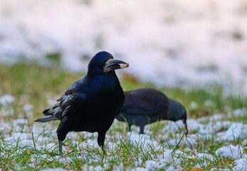 raven in the snow