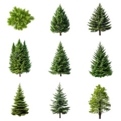 Obraz premium Collection of various evergreen trees 