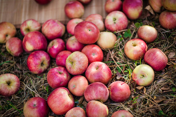 Fresh red apples lying on dry grass after harvest – healthy organic fruit background