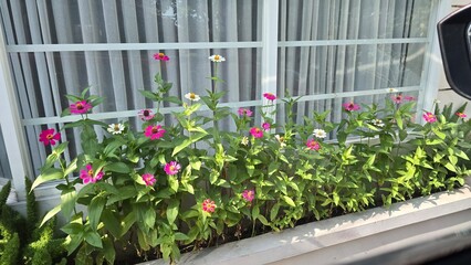 Zinnia flower in a garden