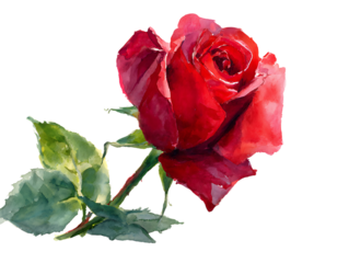 watercolor red rose in middle page