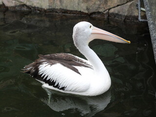 pelican swimming on water