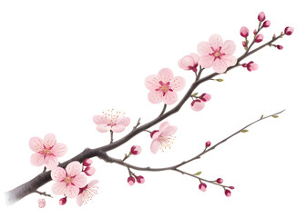 Cherry Blossom Branch with Pink Flowers on White Background - Spring Sakura Floral Design Element AI Generated Botanical Illustration for Decoration