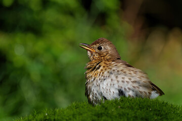 Fototapete bei efototapeten.de bestellen   