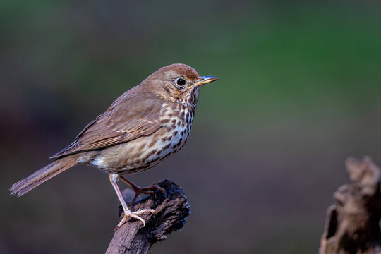 Mistle trush (Turdus viscivorus) hanging around at a pond in the forest in the Netherlands