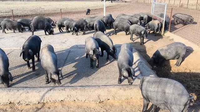 Cerdo ib&eacute;rico de granja 
