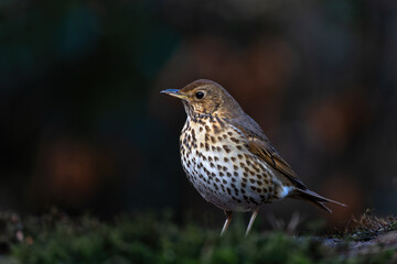 Fototapete bei efototapeten.de bestellen   