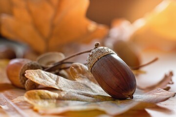 The oak acorn in the autumnal fallen leaves .