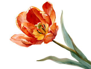 watercolor tulip beautiful painted tulip flower