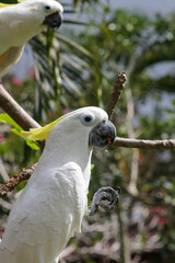 A close up of a cockatoo sitting on a branch