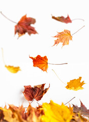  Autumn falling maple leaves isolated on white background