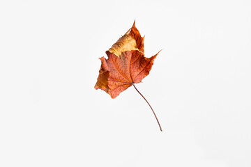 Dry leaf isolated on white background with clipping path. Autumn concept.