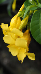 Allamanda flower, also known as golden trumpet, yellow bell flower, or buttercup flower