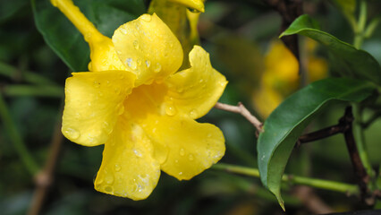 Allamanda flower, also known as golden trumpet, yellow bell flower, or buttercup flower