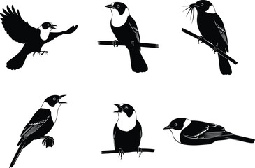 Set of Vector Songbird Illustrations Showing Perching, Singing, Flying, and Feeding Behavior for Nature, Wildlife, and Decorative Design Elements