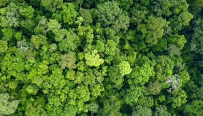 Overhead view of lush green foliage forming a dense natural pattern suitable for backgrounds