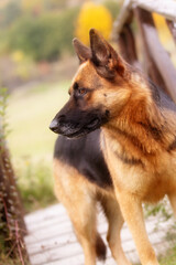 German shepherd on the small bridge