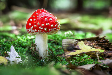 Close up shot of fly agaric toadstool in mossy autumn forest