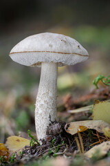 Detail shot of amazing edible rough-stemmed bolete