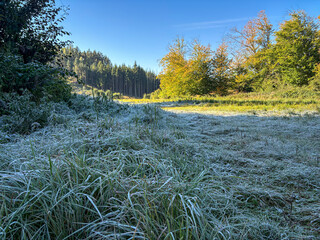 Cold sunny autumn morning in meadow with frosty grass