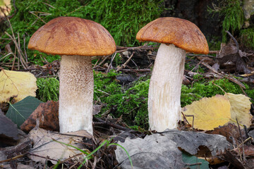 Detail from colorful autumn forest - two beautiful edible orange birch boletes