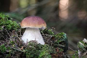 Detail shot of amazing edible mushroom Boletus edulis known as cep or penny bun