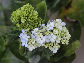beautiful hydrangea hortensia flower