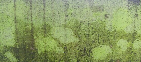 Bright Lime Green Algae and Mossy Surface Texture