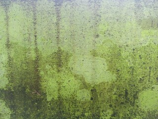 Bright Lime Green Algae and Mossy Surface Texture